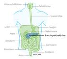 [Translate to FR:] Pankreas Bauchspeicheldrüse