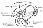 Pankreas / Bauchspeicheldrüse