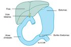 Situation après l'ablation complète du pancréas (il ne faut plus que 2 connexions/sutures chirurgicales)