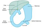 Situation après l'ablation complète du pancréas (il ne faut plus que 2 connexions/sutures chirurgicales)